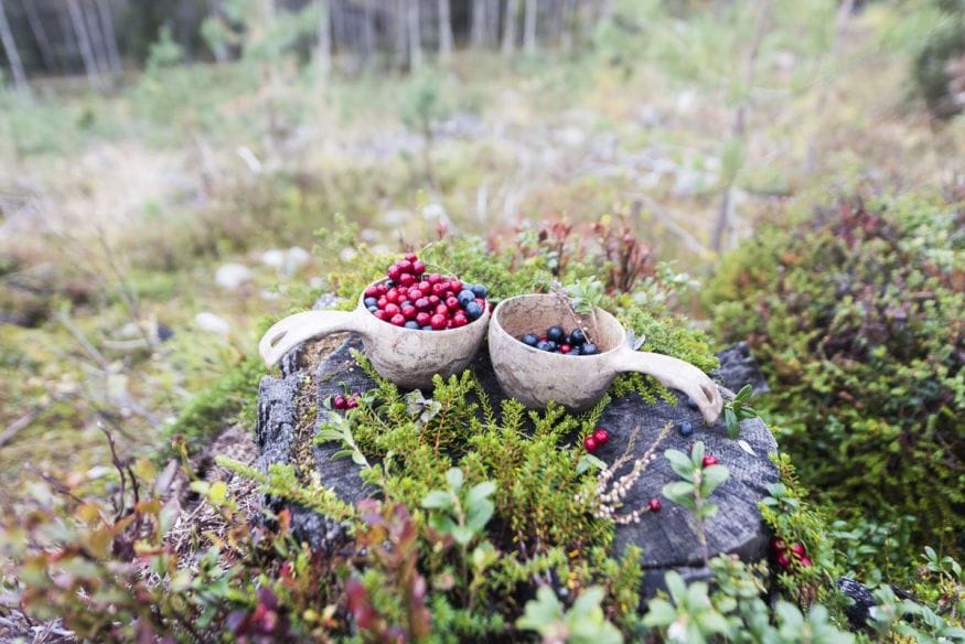 stopover-finland-kuusamo-berries