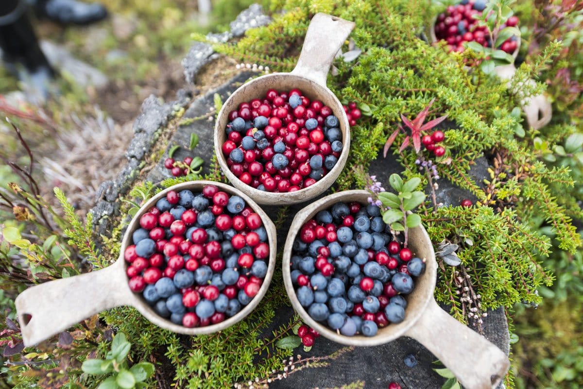 stopover-in-finland-kuusamo-berry-picking