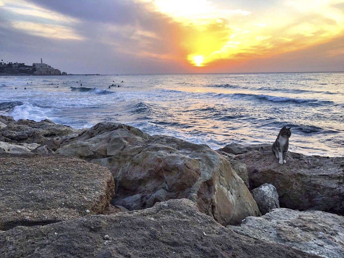 tel aviv sea cat