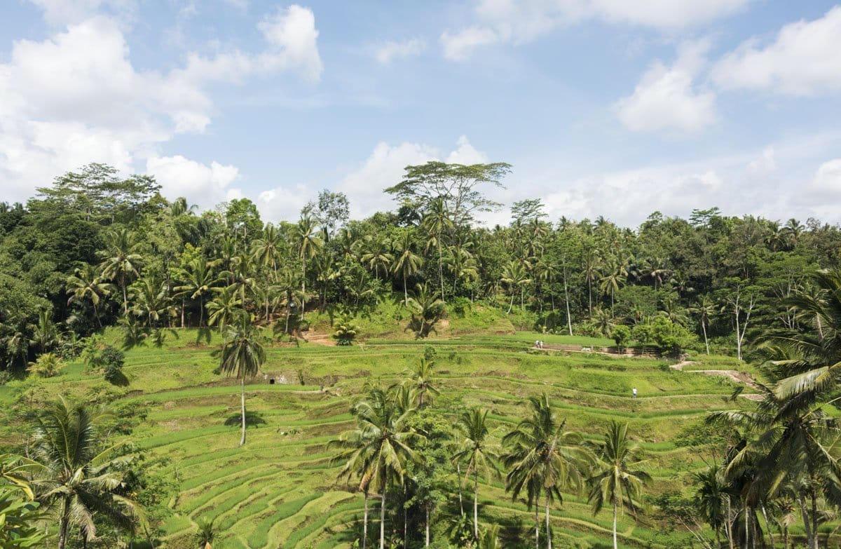 things to do in bali rice terraces