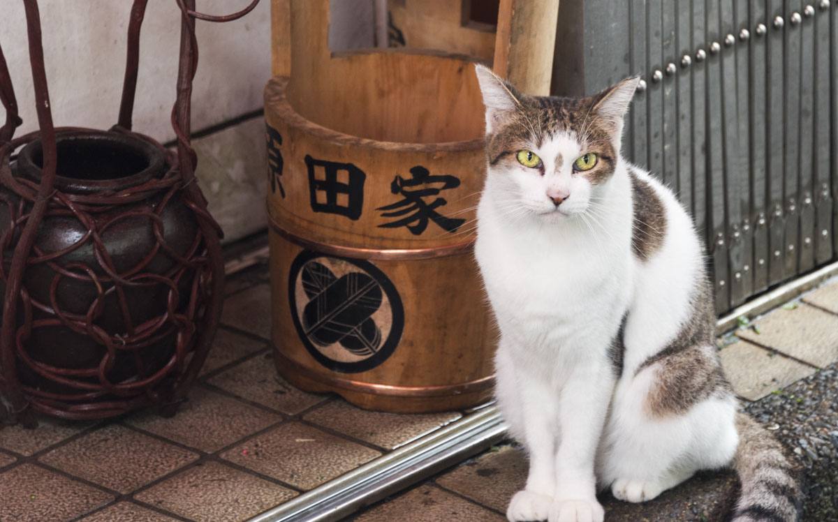 Tokyo sunamachi street cat