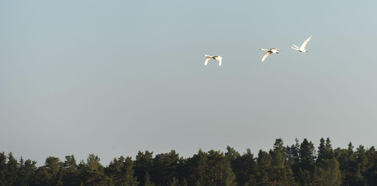 finnish archipelago birds