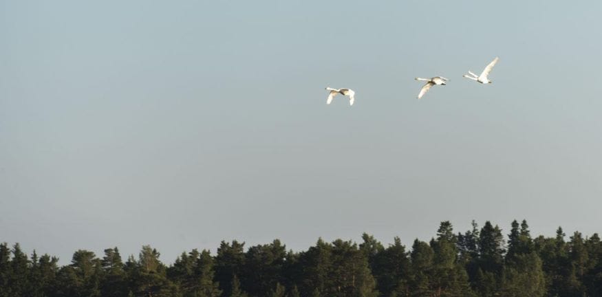 finnish archipelago birds