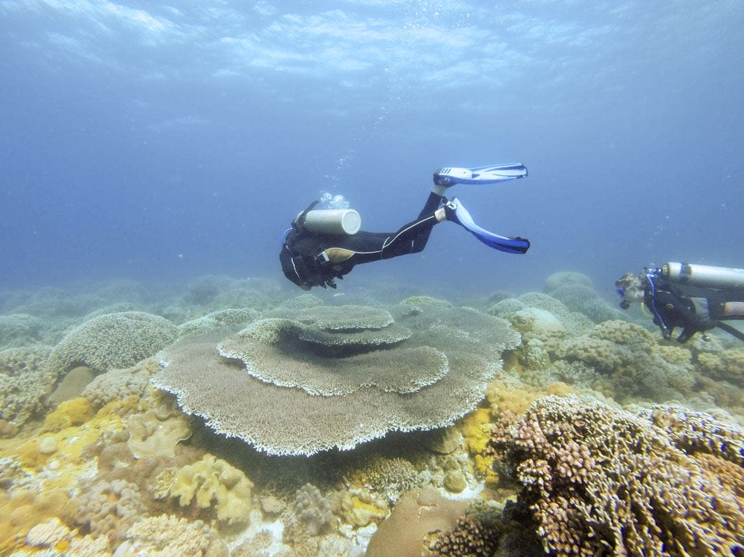 malapascua philippines diver reef