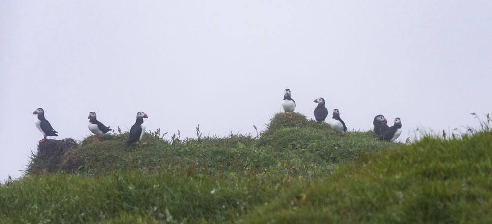 mykines birdwatching puffins