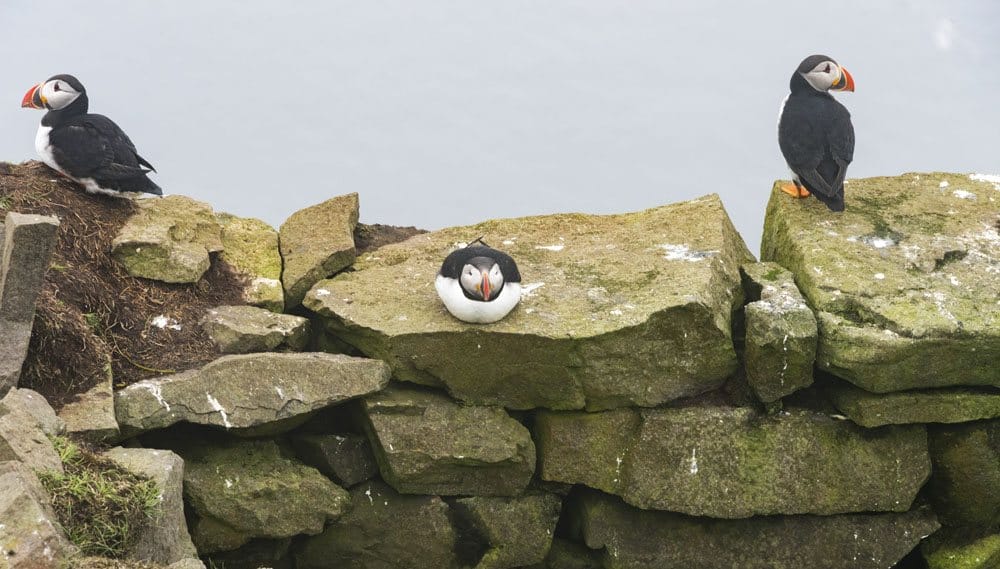 mykines faroe 3 funny puffins