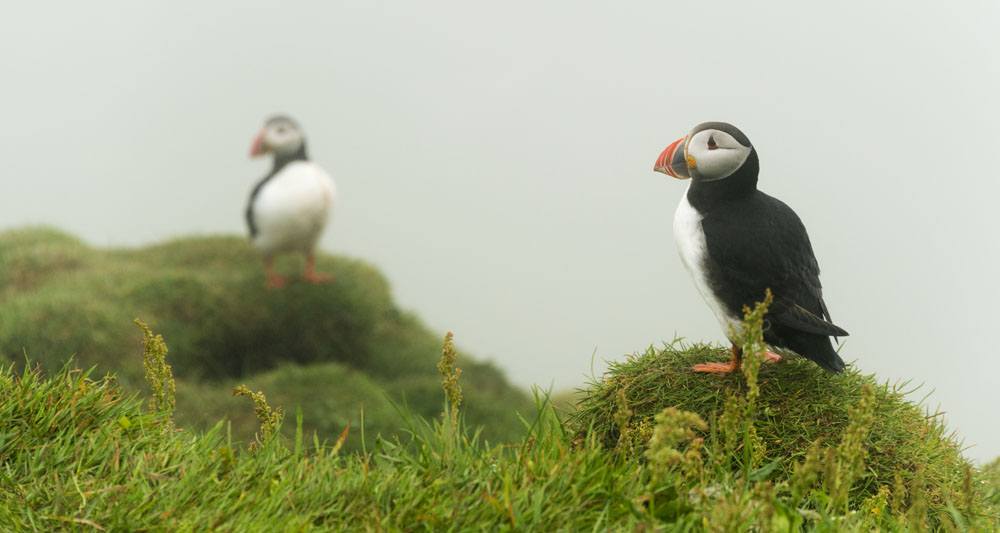 mykines faroe islands 2 puffins
