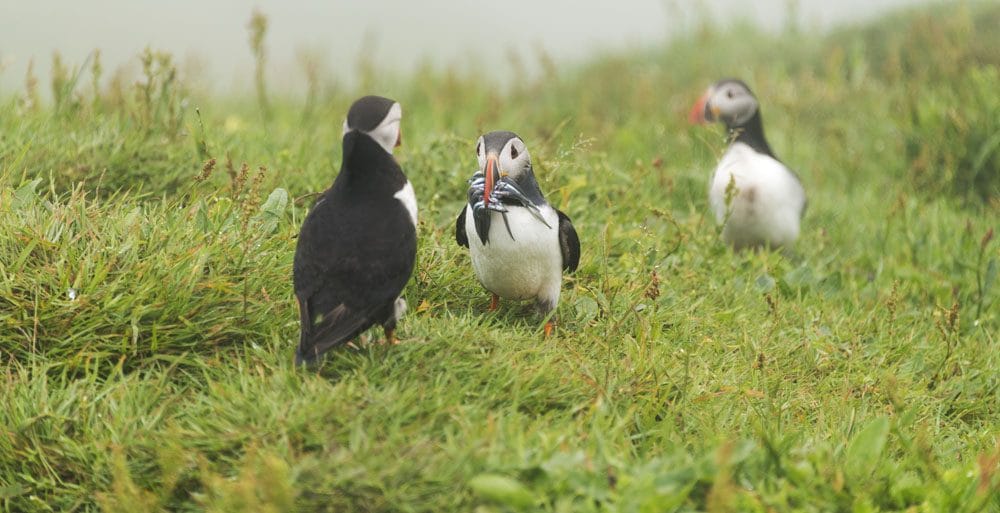 mykines faroe islands 3 puffins