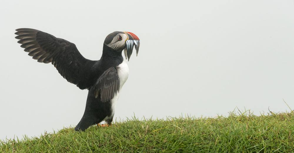 mykines faroe islands about to fly