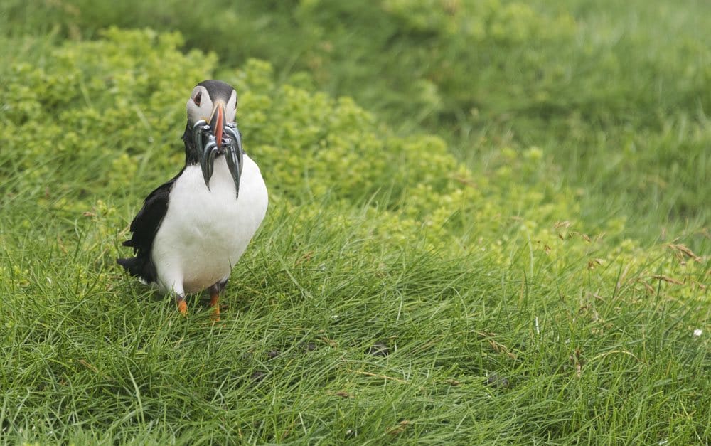 mykines faroe islands bird portrait