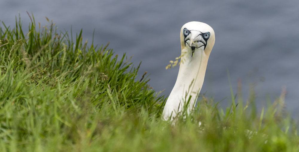 mykines faroe islands funny gannet