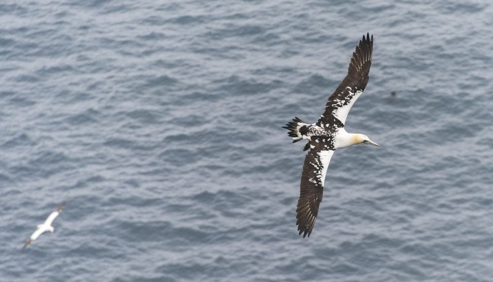 mykines faroe islands gannet air