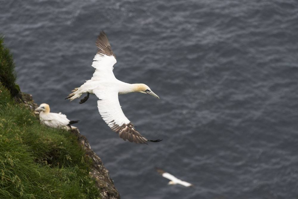 mykines faroe islands gannet cliff