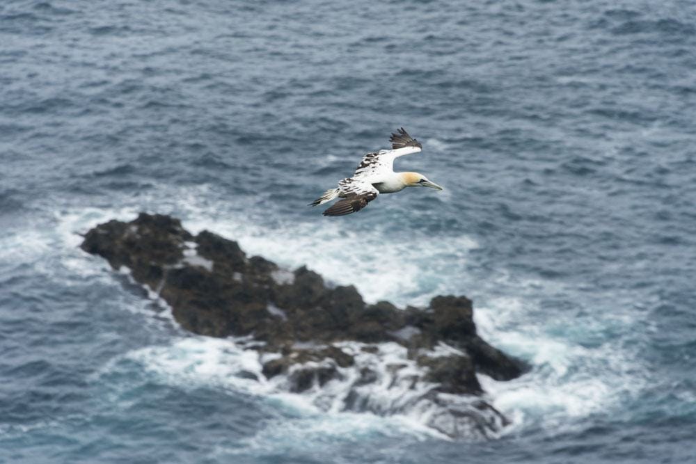 mykines faroe islands gannet island