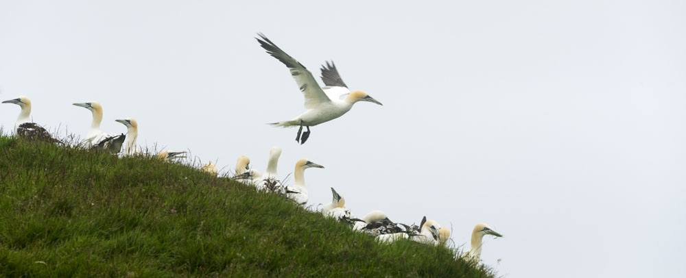 mykines faroe islands gannet taking flight