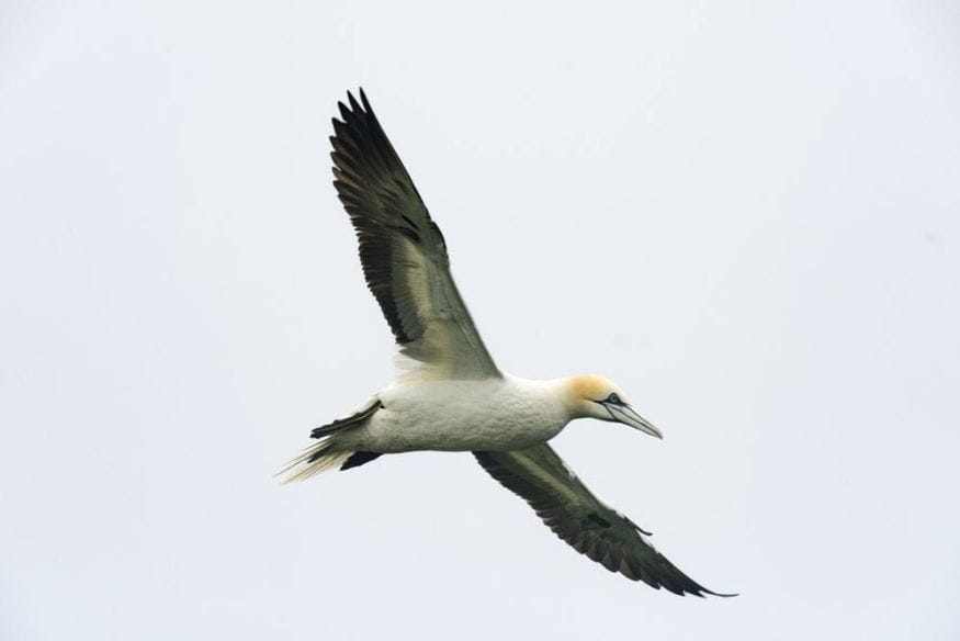 mykines faroe islands gannet