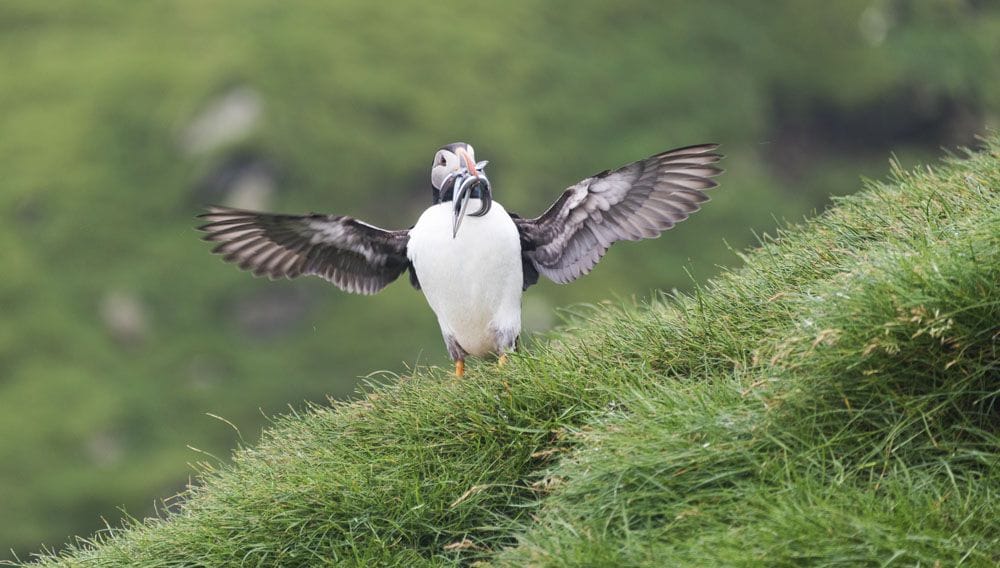 mykines faroe islands hello puffin