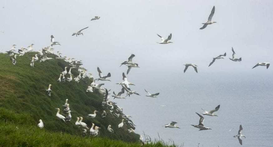 mykines faroe islands many gannets