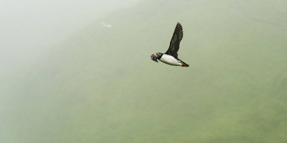 mykines faroe islands puffin birdwatching