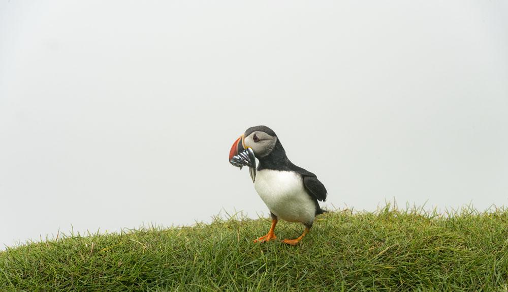 mykines faroe islands puffin fish