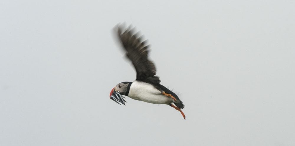 mykines faroe islands puffin flight