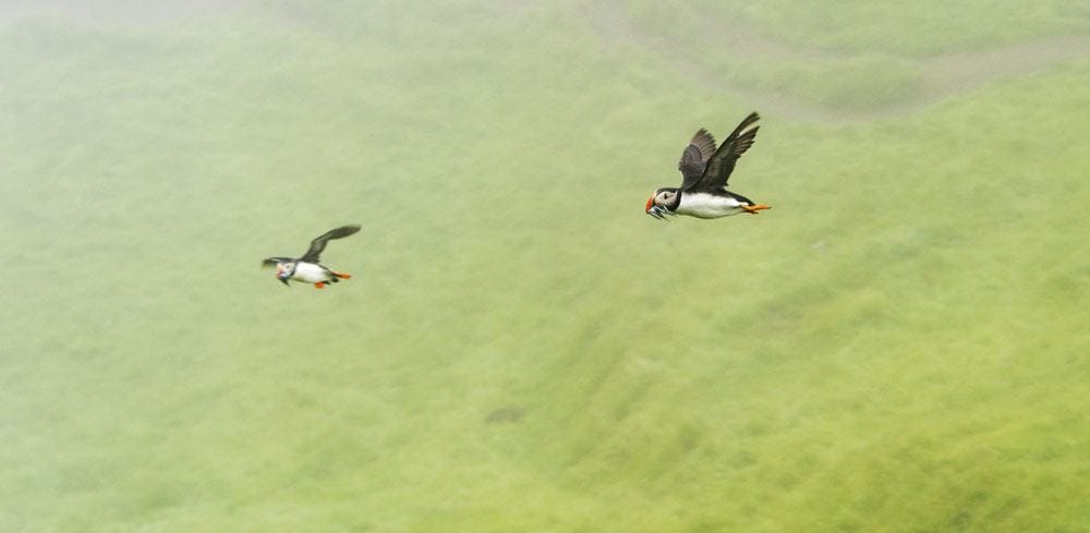 mykines faroe islands puffin in the air