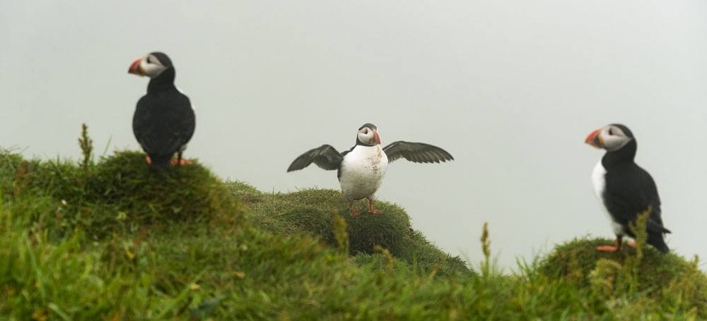 mykines faroe islands puffin meeting