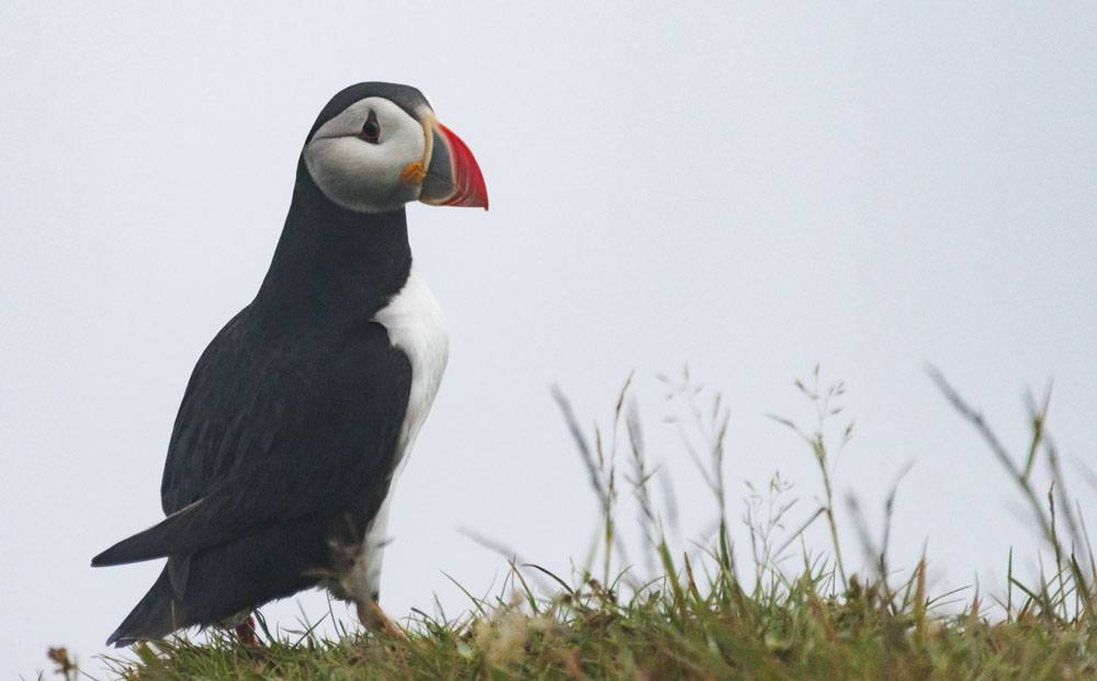 mykines faroe islands puffin