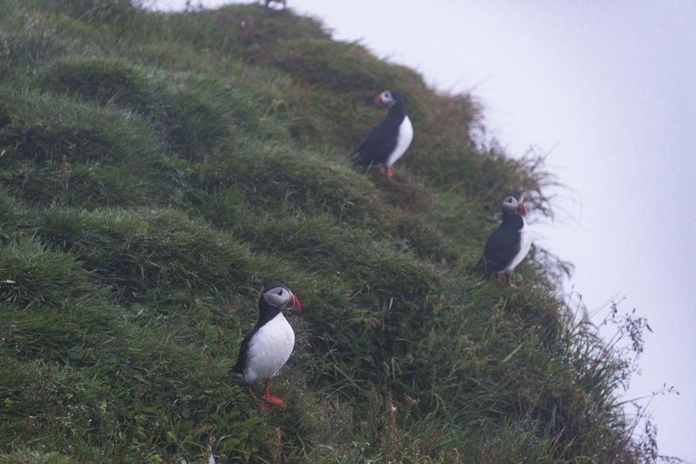 mykines faroe islands puffins