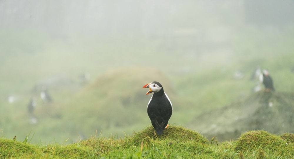 mykines faroe puffin beak open