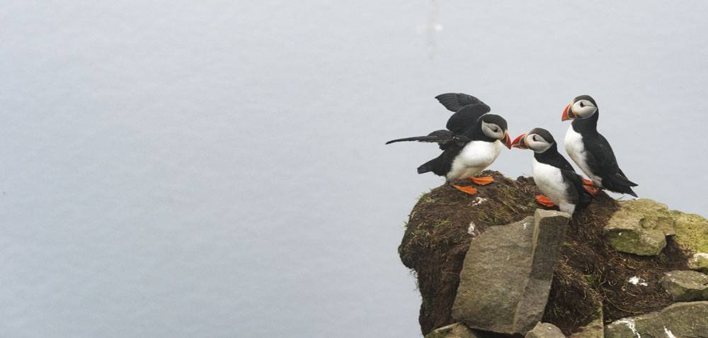 mykines faroe puffin kiss