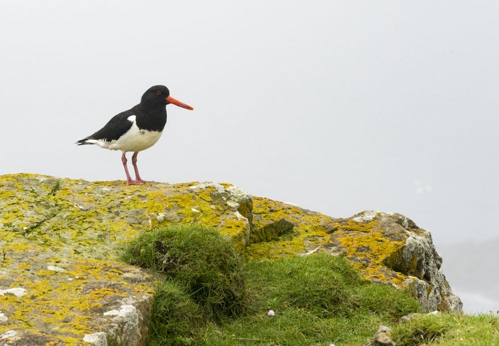 mykines oystercatcher faroe