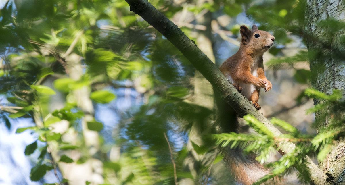 squirrel tree finland