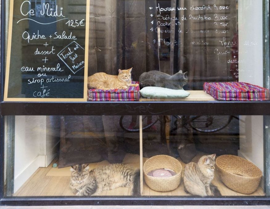 bordeaux cat cafe le comptoir des chats window