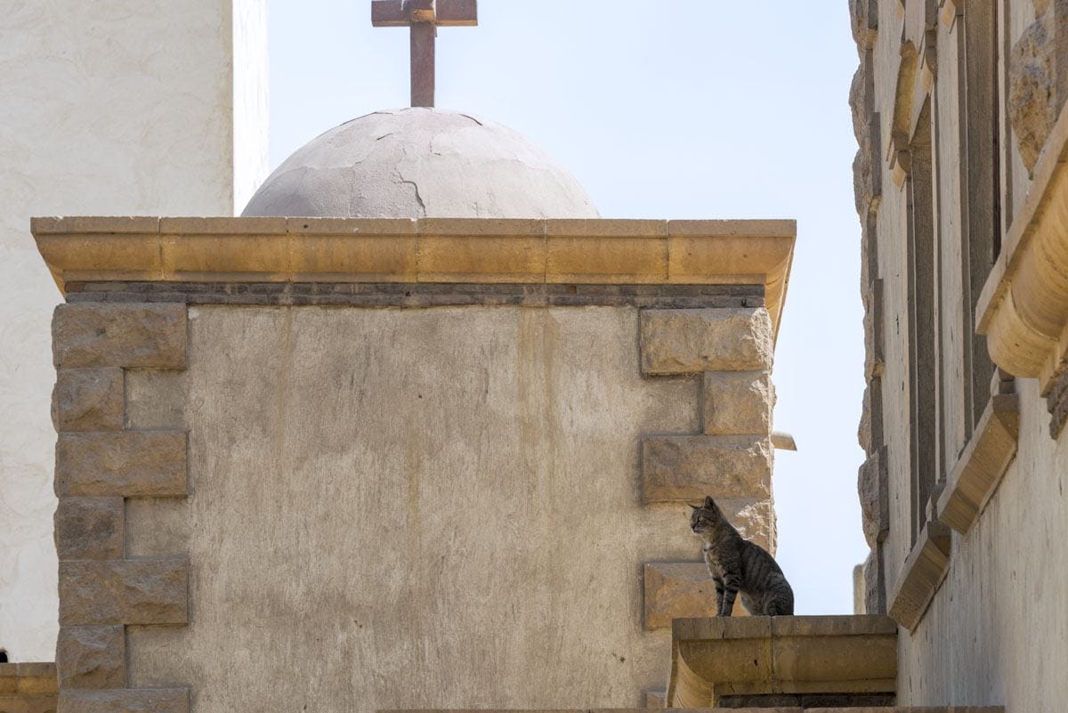 coptic cairo cat