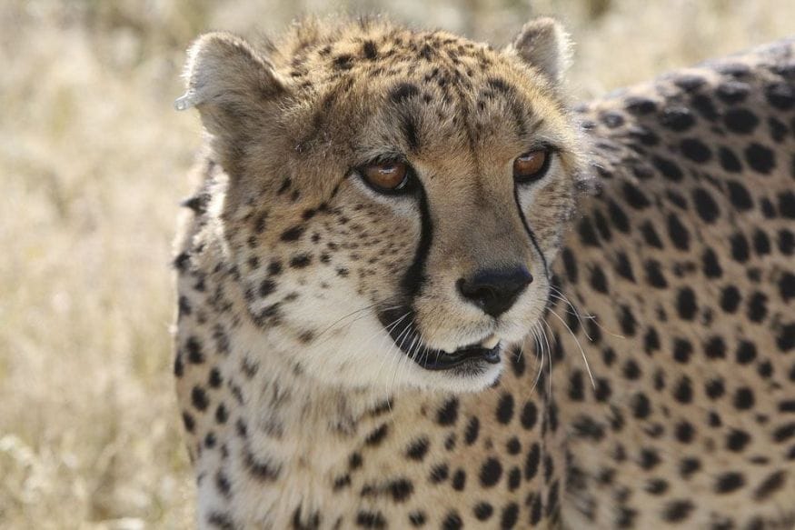 southern africa cheetah