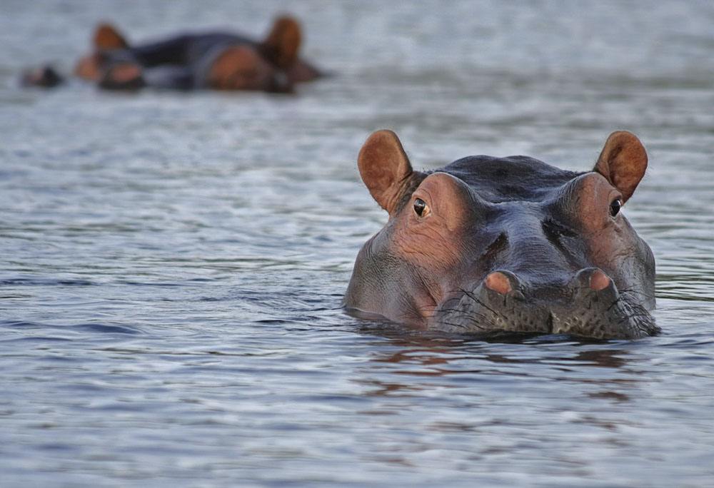 southern africa hippo