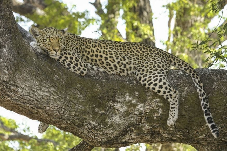 southern africa leopard