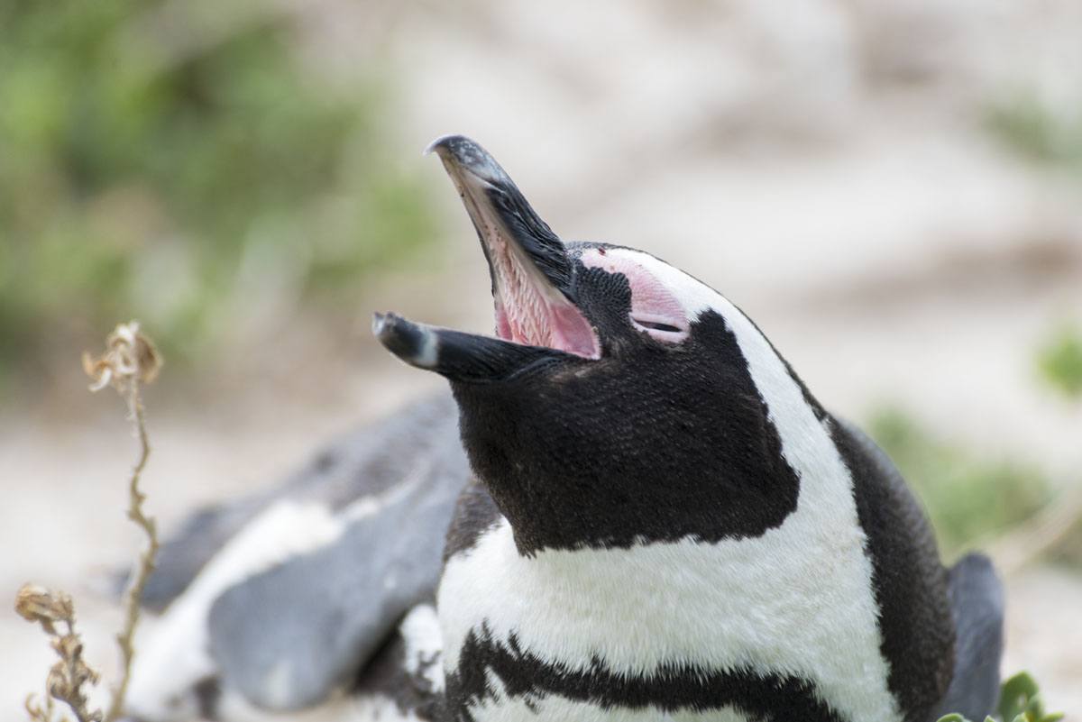 cape peninsula penguin close