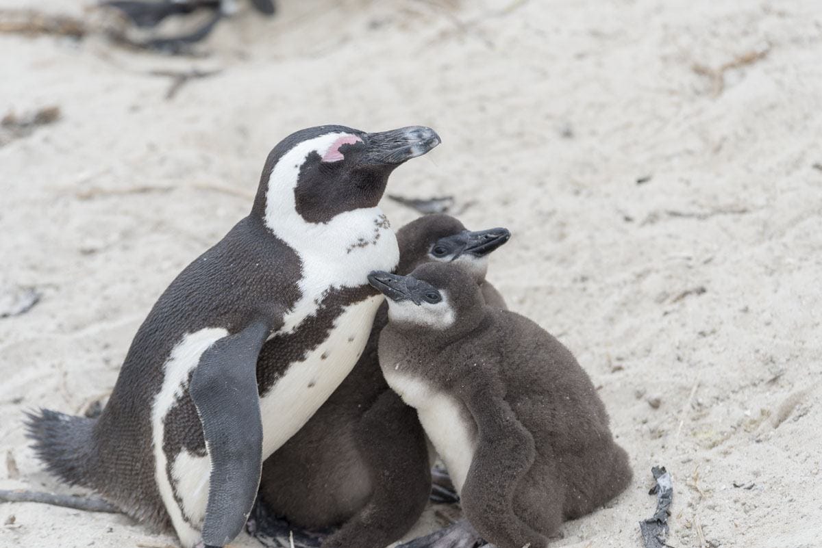 cape town day trips penguins