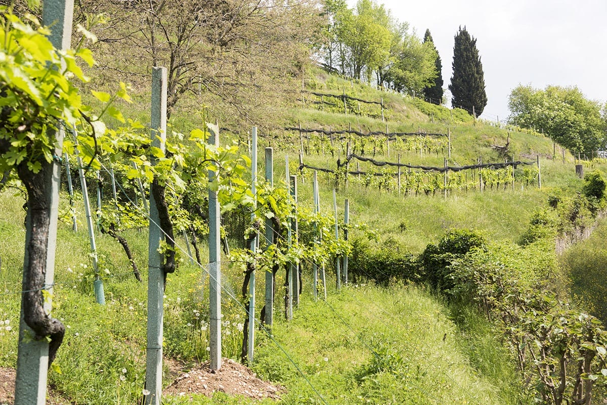 moscato di scanzo vines