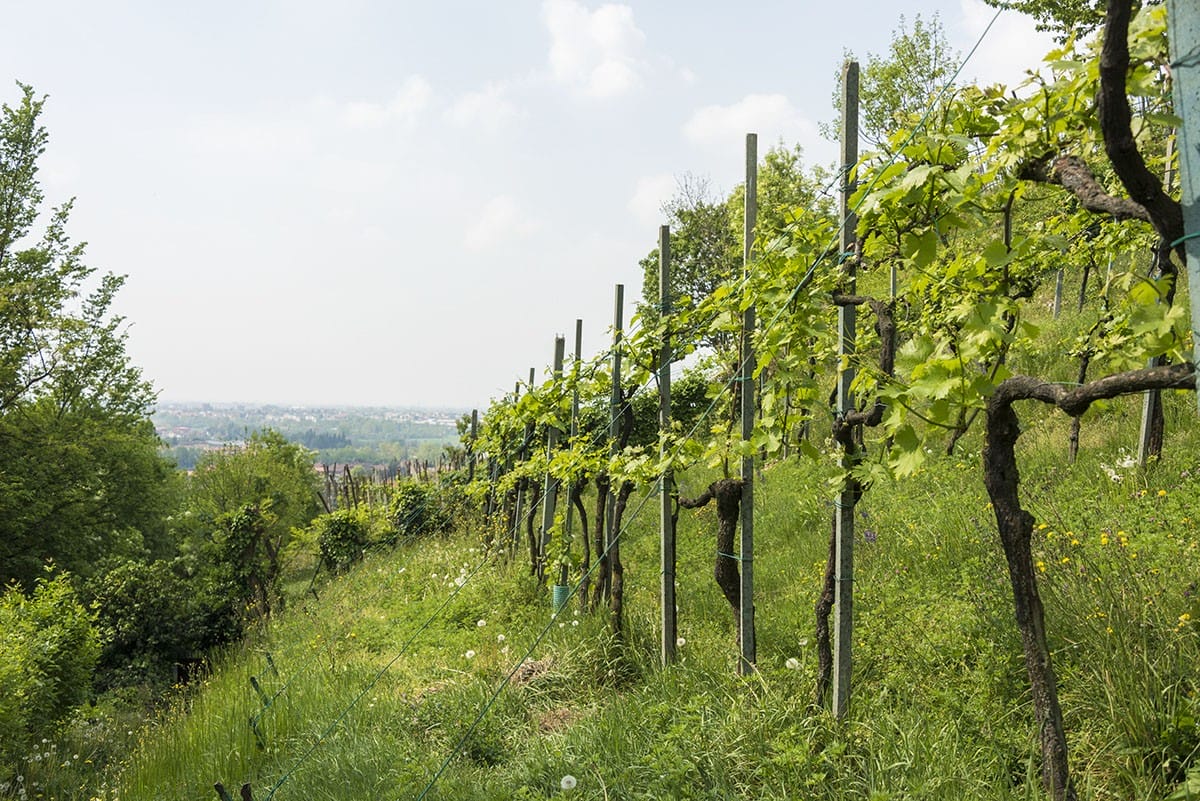 moscato di scanzo winery