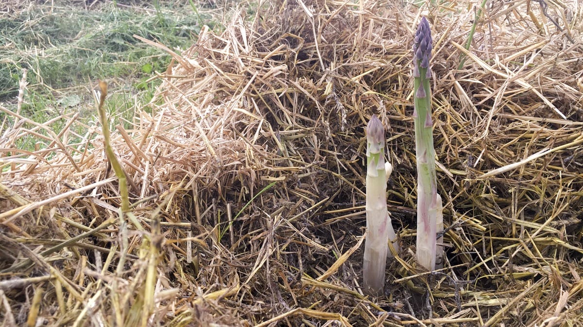 road trip farm asparagus