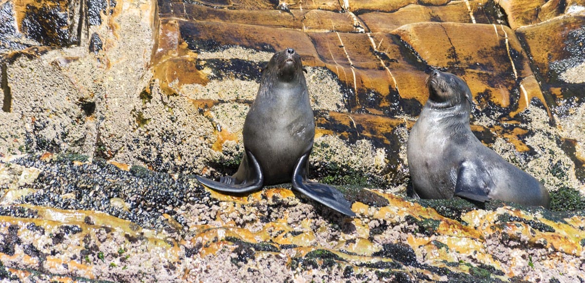 seals robberg plett