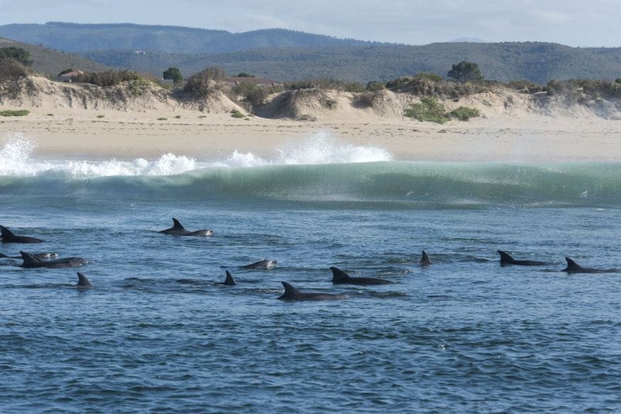 things to do in plettenberg bay dolphins