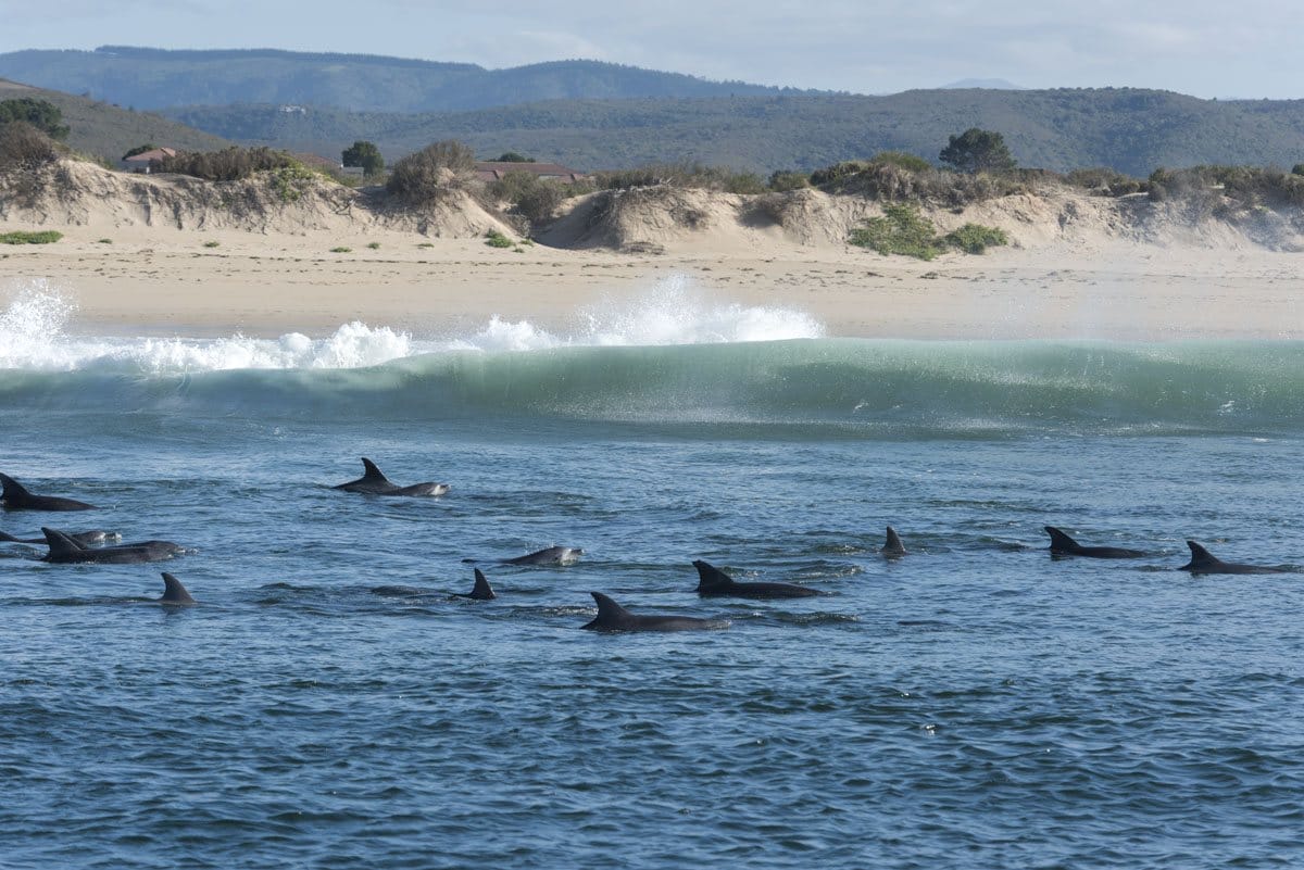 things to do in plettenberg bay dolphins