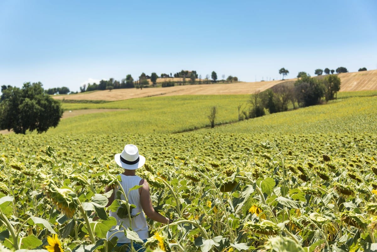 visit senigallia sunflowers