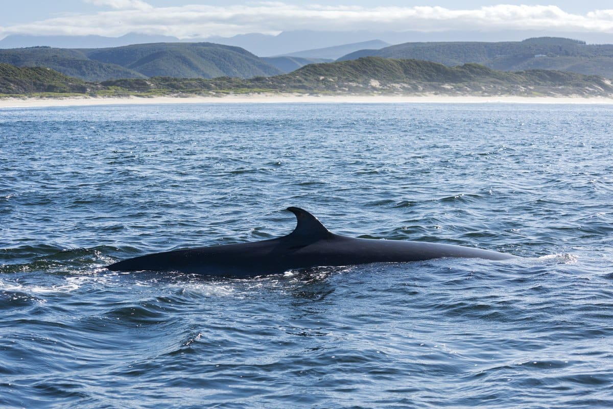 whale watching plett