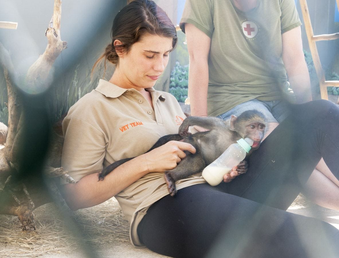 care baboons baby feeding