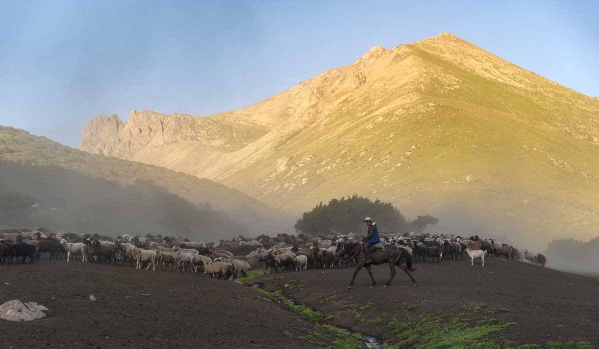 flocks sunset kyrgyzstan